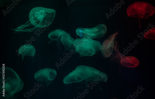 jellyfish at aquarium, dangerous animals © waranyu