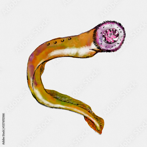 Watercolor painting illustration of a Pacific lamprey, Entosphenus tridentatus, three-tooth lamprey or tridentate lamprey an anadromous parasitic lamprey found in North America on white background.