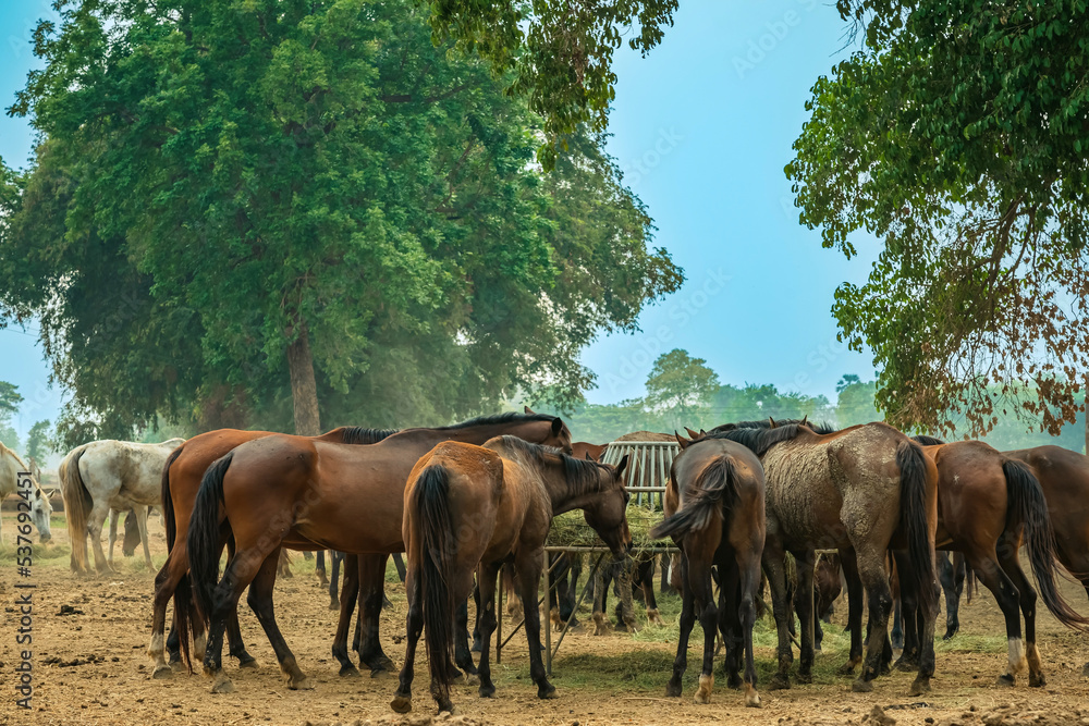 Horses grazing in field in evening. Many horses on pasture in sunset light. Majestic brown horses pasturing in warm spring sunshine. Herd of horses eating grass and straw in field. Animals and food. Horses grazing in field in evening. Many horses on pasture in sunset light. Majestic brown horses pasturing in warm spring sunshine. Herd of horses eating grass and straw in field. Animals and food.