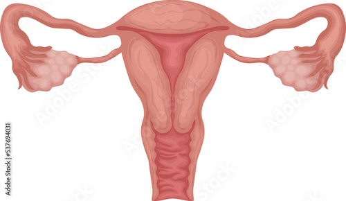 Uterus. female genitalia. Anatomical representation of a woman s reproductive system. Human internal organs. Vector illustration isolated on a white background