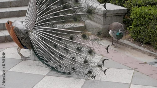 Courtship display of peacok next to peahen at gardens in Retiro Park, Madrid, Spain. Male bird fans tail feathers at female as part as mating ritual. Breeding animal behaviour. photo
