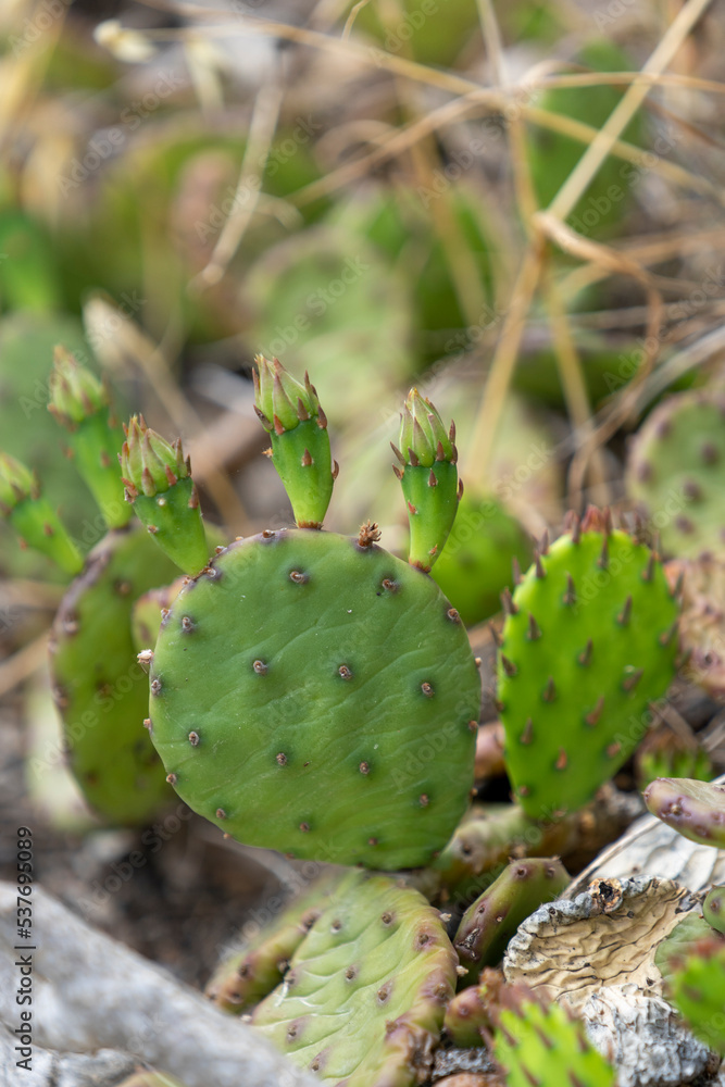 Background with prickly pear plant close-up Background with prickly pear plant close-up