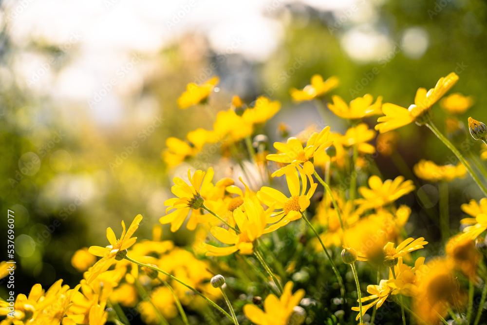 yellow flowers in spring yellow flowers in spring