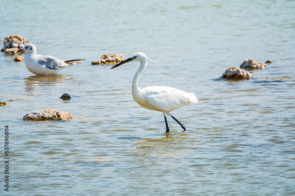 Obraz premium The small white heron or Little egret stands in the lake