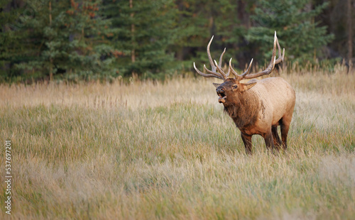 a partial front view of a large bull elk bugling in a meadow