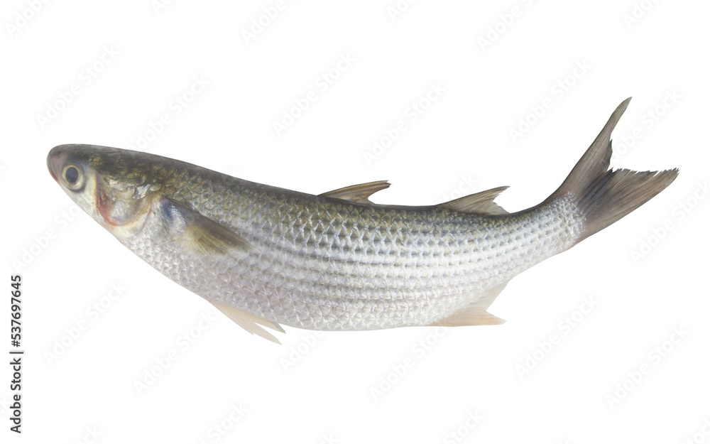 Raw grey mullet fish isolated on white background.