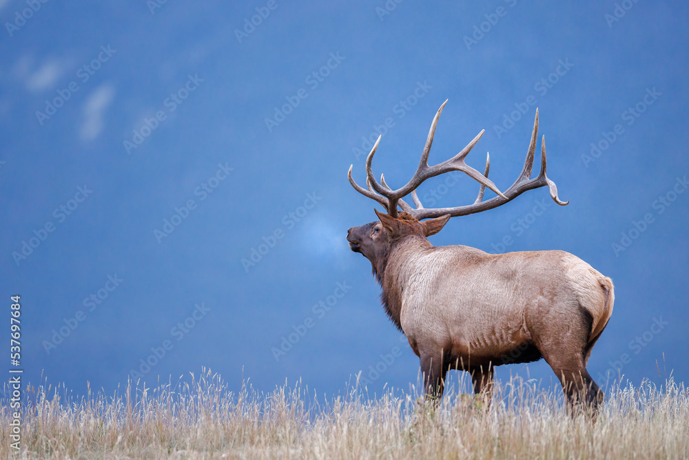 A bull elk atop a mountain ridge with a 3/4 rear view head tilted back with its breathe visible
