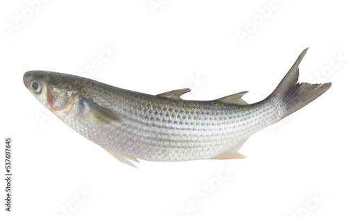 Photography Raw grey mullet fish isolated on white background.