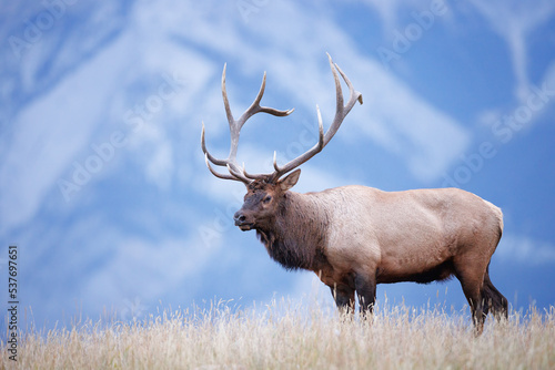 a large bull elk atop a ridge with a mountain behind it