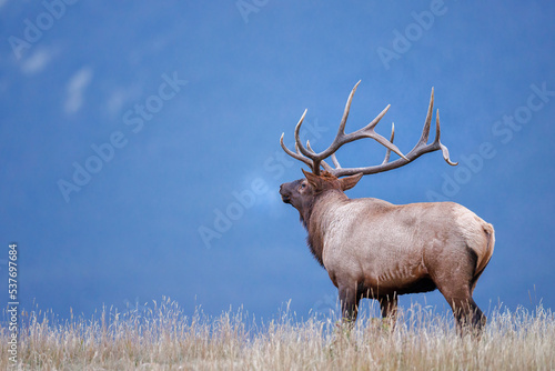 A bull elk atop a mountain ridge with a 3/4 rear view head tilted back with its breathe visible 