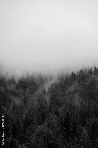 Isolated mountain pine forest landscape