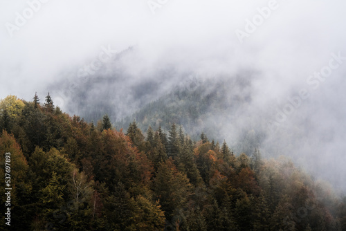 Isolated mountain pine forest landscape