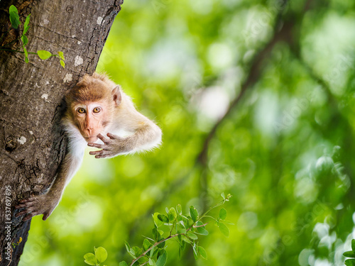Photography Monkey on the Pithecellobium dulce trees in forest park only the header appears on branch, looking and eye contact