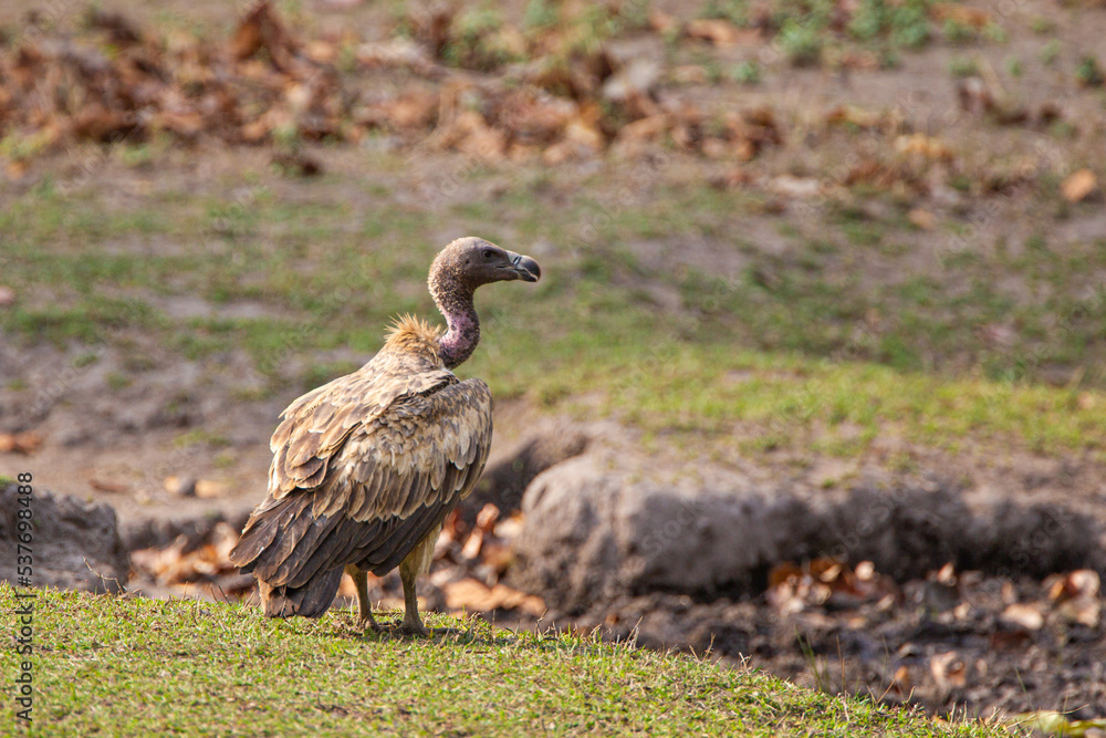Vultures sitting and waiting near a carcass in Bandhavgarh in India Vultures sitting and waiting near a carcass in Bandhavgarh in India