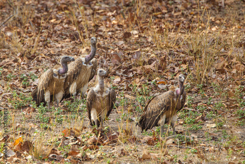Vultures sitting and waiting near a carcass in Bandhavgarh in India photo