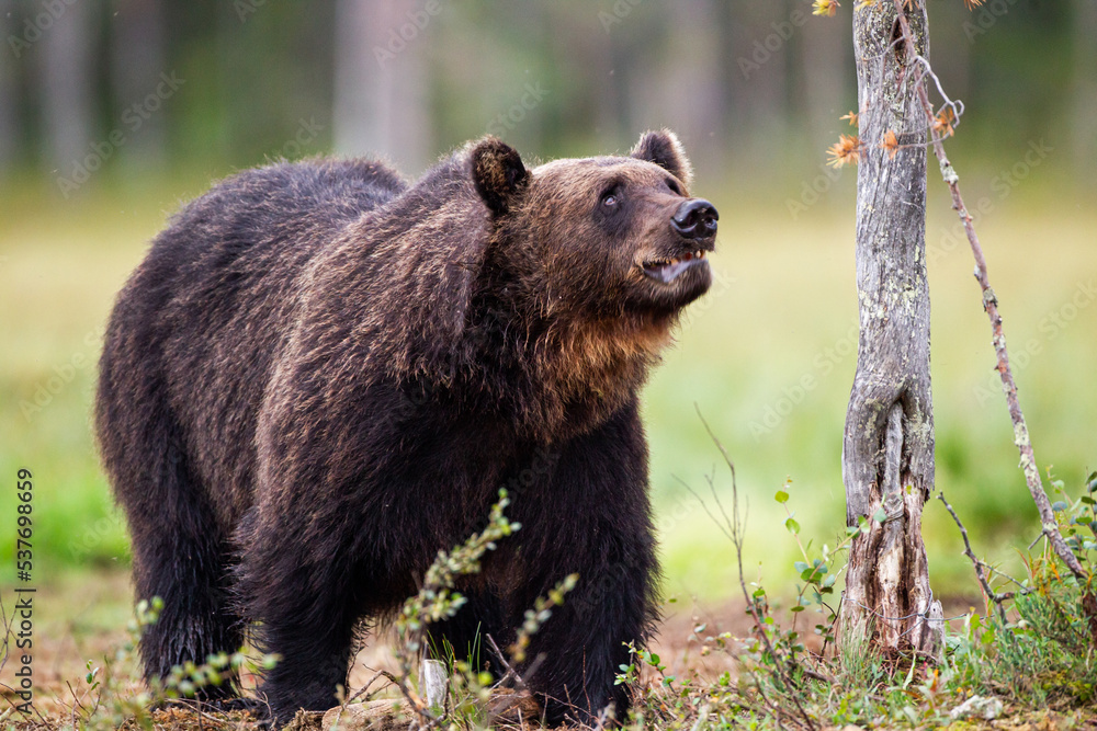 European Brown bear or Grizzly walks across the grasslands of Kuhmo Finland, Europe European Brown bear or Grizzly walks across the grasslands of Kuhmo Finland, Europe