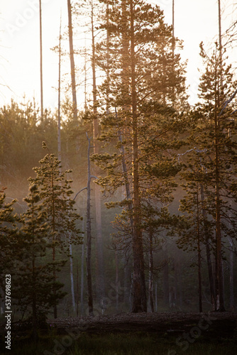 Finnish Forests in the early morning light of autumn