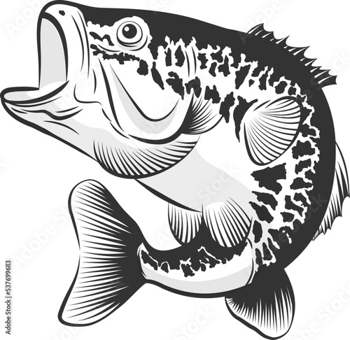 Bass fish line drawing style on white background. Design element for icon logo, label, emblem, sign, and brand mark.Vector illustration