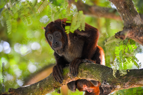Photography A Purús red howler monkey (Alouatta puruensis) adopted as a pet by the inhabitan