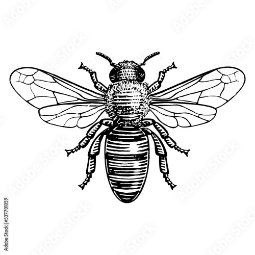 Honey Bee. Hand drawn illustration of a honey bee in a vintage etched style.