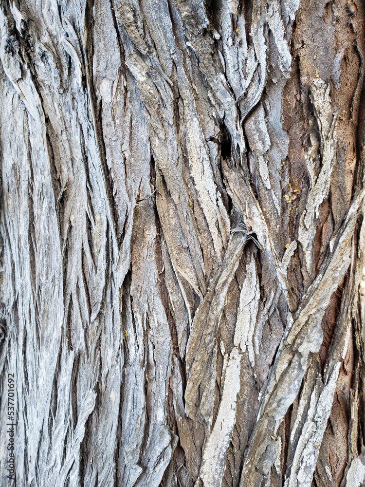 Tree Pattern of Layered Bark Tree Pattern of Layered Bark