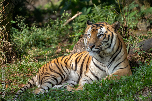 Tiger  Panthera tigris  is the largest living cat species of the genus Panthera. Tigers have distinctive stripes on their fur  in the form of dark vertical stripes on orange fur  with white underside
