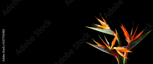 Obraz na plátne Beautiful Bird of Paradise flowers on dark background with space for text