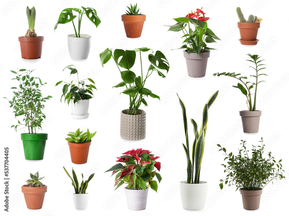 Group of houseplants in pots on white background