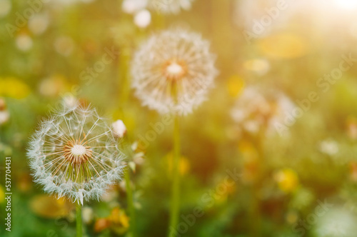 Fototapeta Naklejka Na Ścianę i Meble -  Forest meadow with fresh green grass and dandelions in the sun. Selective focus. Beautiful summer nature background. close up