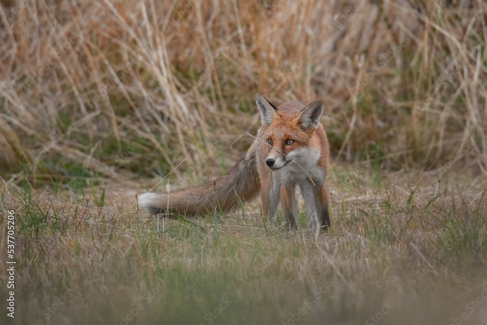 standing red fox with a straw on his nose standing red fox with a straw on his nose