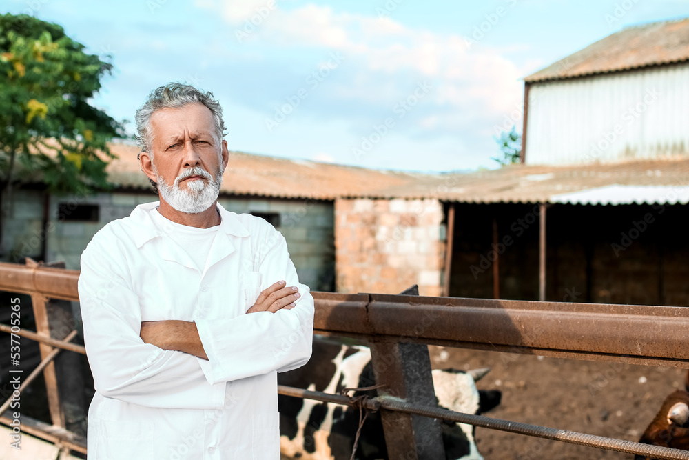 Veterinarian near paddock with cows on farm Veterinarian near paddock with cows on farm