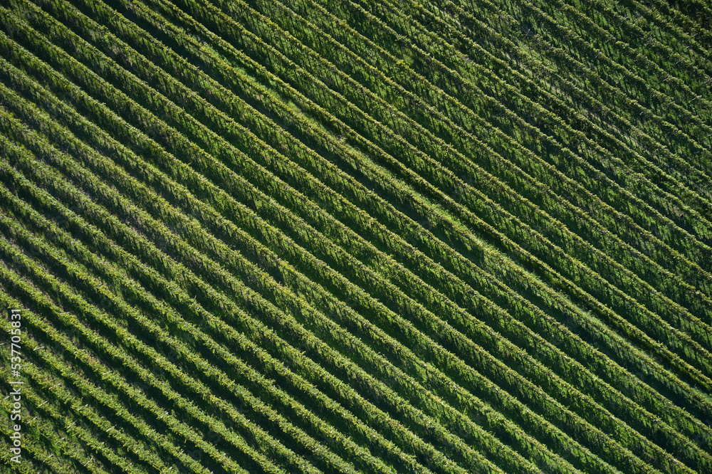 Fototapeta premium View of a vineyard with ripe grapes in a mediterranean country at sunset. Panoramic view of grape plantation valley in summer time aerial view.
