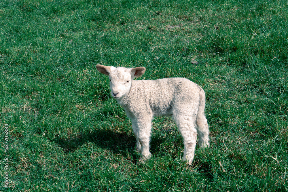 Obraz premium Cute baby sheep at Walter Peak, Queenstown
