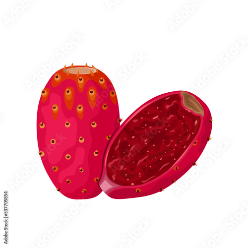 Vector illustration, cactus or opuntia fruit, also called prickly pear, isolated on white background. photo