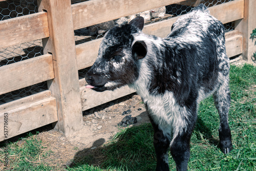 Cute baby cow at Walter Peak Queenstown photo