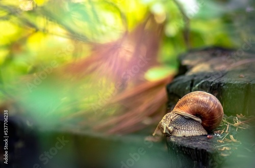 Snail on a tree stump in the dreamy forest photo