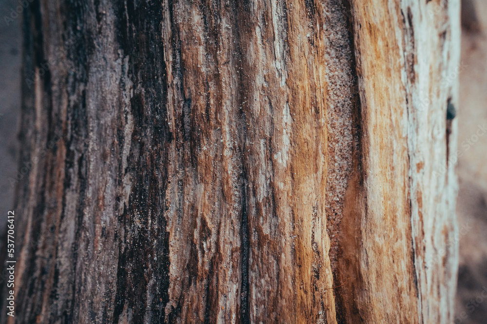 Textura tronco madera 2 Textura tronco madera 2