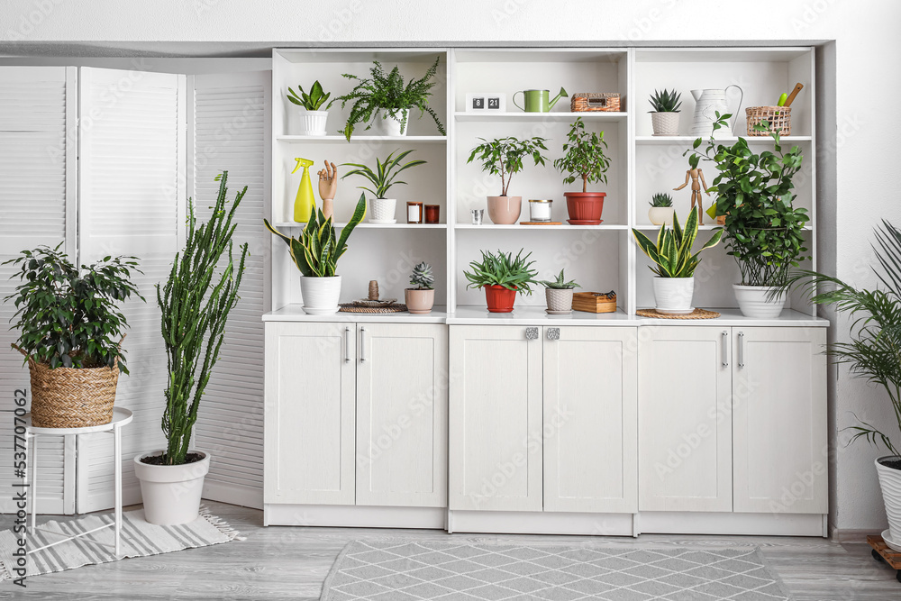 Big shelving unit with different houseplants near light wall Big shelving unit with different houseplants near light wall