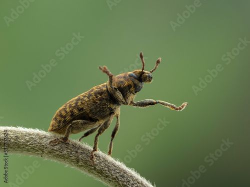 P9141772 Introduced Eurasian weevil, Rhinocyllus conicus, rearing on hind legs cECP 2022 photo