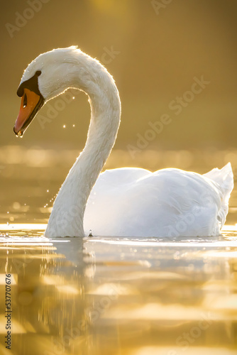 A beautiful white swan in a little lake not far away from Cologne at sunset at a warm day in fall.