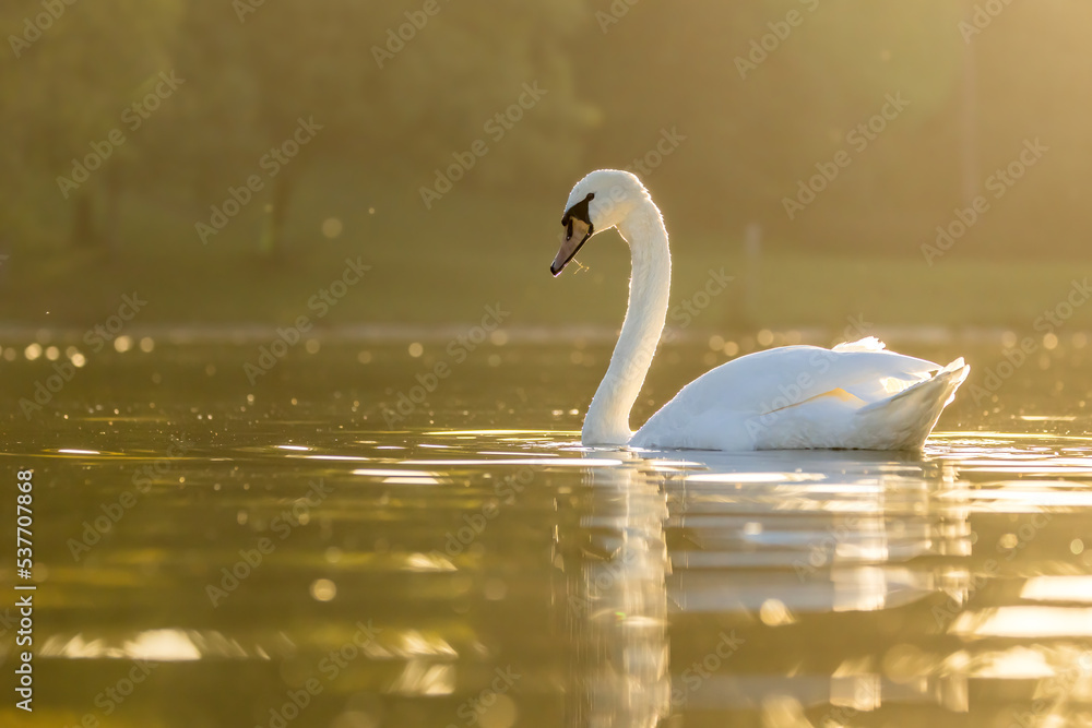 Fototapeta premium A beautiful white swan in a little lake not far away from Cologne at sunset at a warm day in fall.
