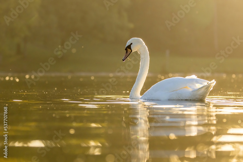 Fototapeta Naklejka Na Ścianę i Meble -  A beautiful white swan in a little lake not far away from Cologne at sunset at a warm day in fall.