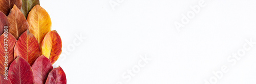 Flat lay top view banner close up of yellow, green, brown, red and orange autumn leaves on the left site of the frame on white background. Warm color template fall concept with copy space
