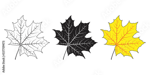 maple leaves isolated on white background, hand drawn autumn leave vector illustration, century leaf drawing  