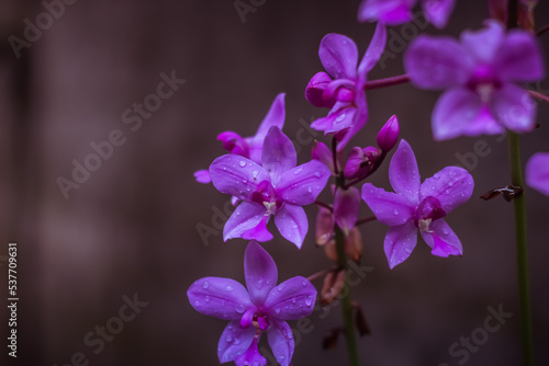 Spathoglottis, commonly known as purple orchids or 苞舌兰属 is a genus of about fifty species of orchids in the family Orchidaceae. They are evergreen terrestrial herbs with crowded pseudobulbs photo