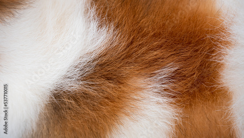 Background of dog hair. The dog's background. The dog's coat and skin are white with brown spots.