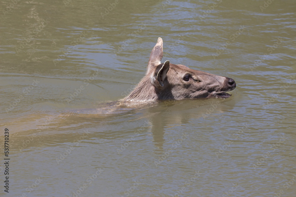 The female deer is floating in the water.