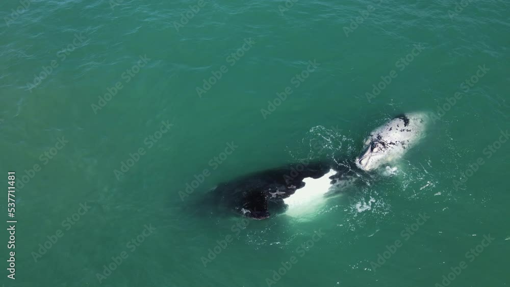 Brindle whale calf rolls onto side next to its Southern Right mom; aerial Brindle whale calf rolls onto side next to its Southern Right mom; aerial