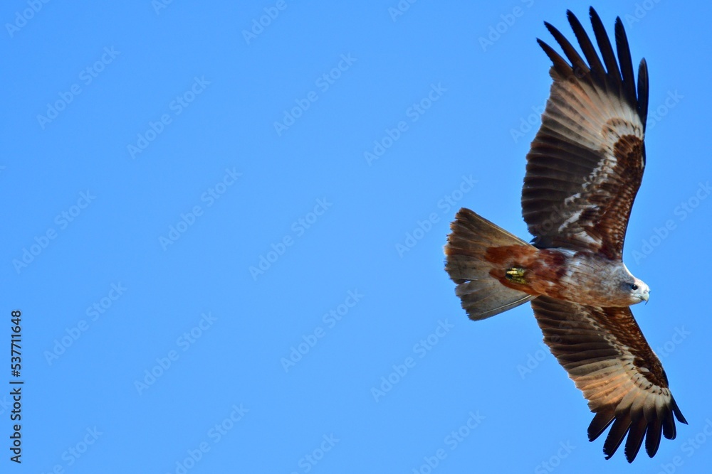 Obraz premium flying bird in the blue sky