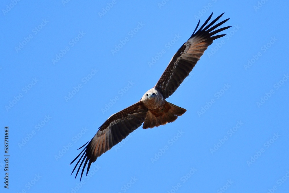 flying bird in the blue sky flying bird in the blue sky